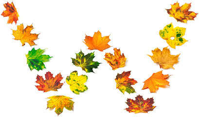 Image showing Letter W composed of autumn maple leafs