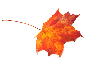 Image showing Red autumn maple leaf