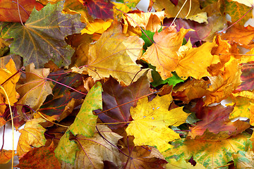 Image showing Autumn dry maple leafs