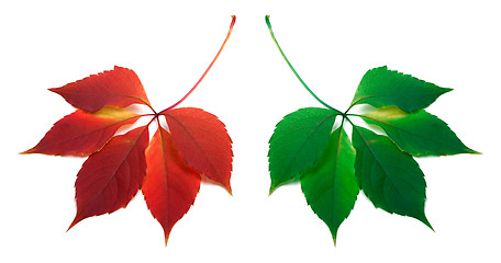 Image showing Red and green leafs