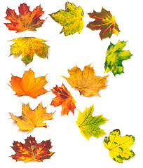 Image showing Letter R composed of autumn maple leafs