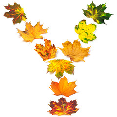 Image showing Letter Y composed of autumn maple leafs