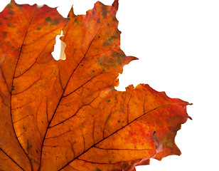 Image showing Dry maple leaf in corner