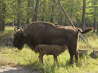 Image showing bison cow with calf