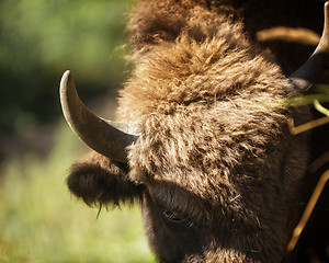 Image showing European bison