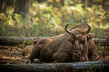 Image showing bison cow with calf