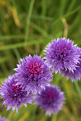 Image showing Chives in bloom