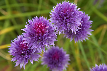 Image showing Chives in bloom