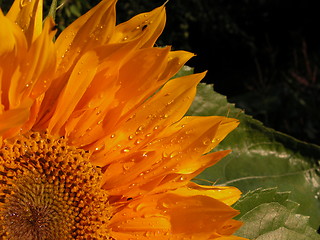 Image showing sunflower