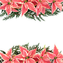 Image showing Poinsettia Flower Border