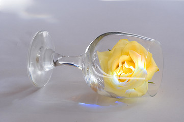 Image showing yellow rose