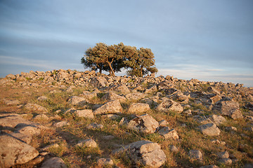 Image showing galilee landscape