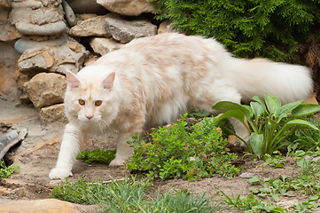 Image showing Walking Maine Coon