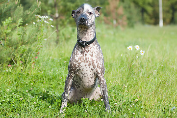 Image showing Xoloitzcuintle - hairless mexican dog portrait