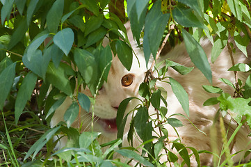 Image showing Maine Coon hiding in bush