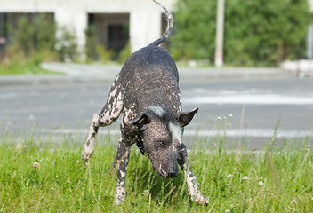 Image showing Xoloitzcuintle - hairless mexican dog