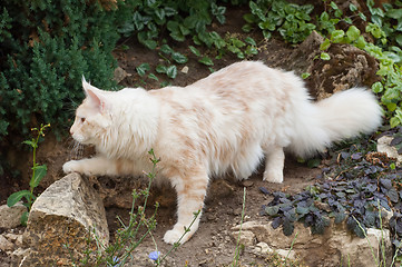 Image showing Maine Coon