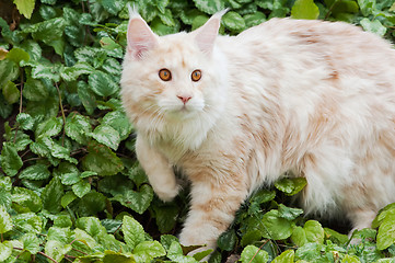 Image showing Curious Maine Coon