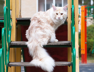 Image showing Maine Coon on stair