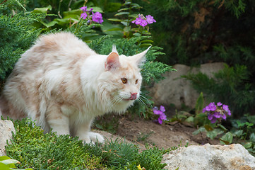 Image showing Maine Coon and violet flowers