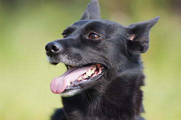 Image showing Black dog portrait