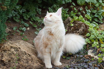 Image showing Maine Coon looking up