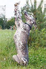 Image showing Xoloitzcuintle - hairless mexican dog  stand on rear leg