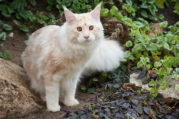 Image showing Maine Coon