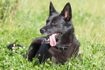 Image showing Dog lying on the grass