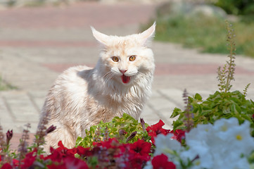 Image showing Maine Coon