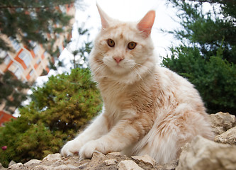 Image showing Maine Coon