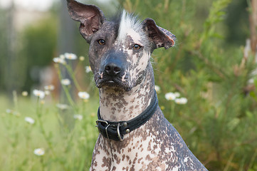 Image showing Xoloitzcuintle - hairless mexican dog portrait