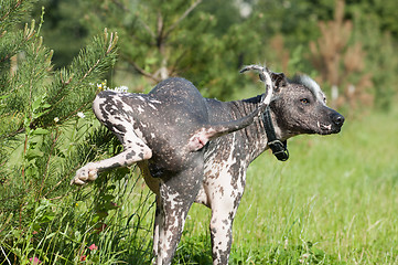 Image showing Xoloitzcuintle - hairless mexican dog portrait