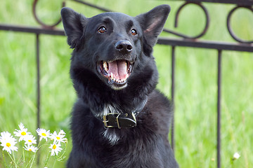 Image showing Black dog near the fence