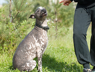 Image showing Obedient xoloitzcuintli. Listen the order