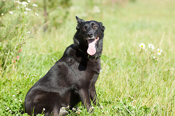 Image showing Dog sits on lown