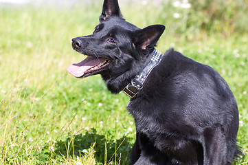 Image showing Dog scratching