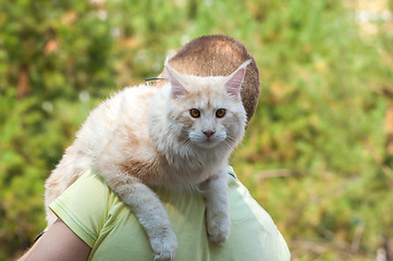 Image showing Maine Coon