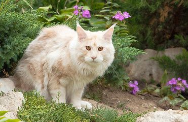 Image showing Maine Coon and violet flowers