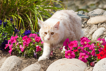 Image showing Maine Coon