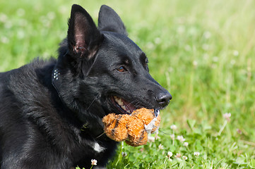 Image showing Dog with toy