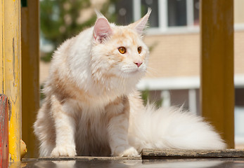 Image showing Maine Coon