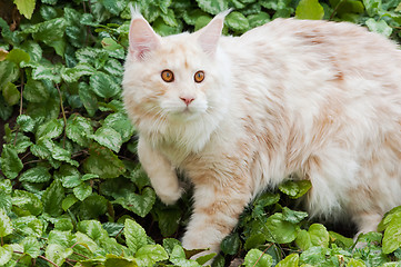 Image showing Maine Coon