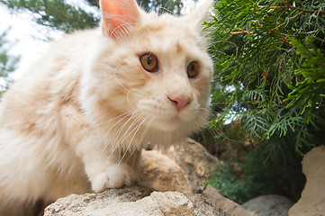 Image showing Wide angle close up Maine Coon