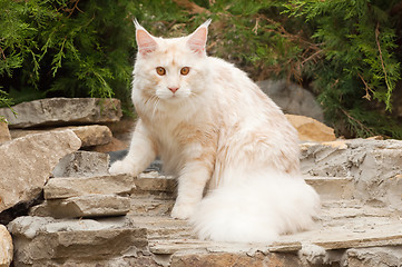 Image showing Maine Coon sitting