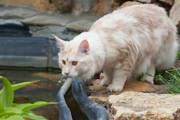 Image showing Maine Coon near the water pond