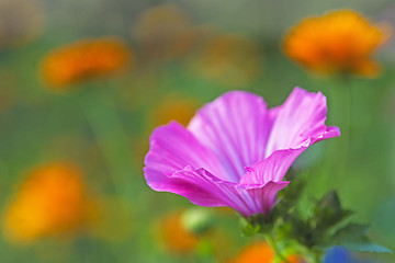 Image showing mallow flower