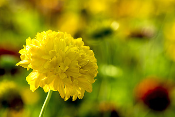 Image showing Tagetes