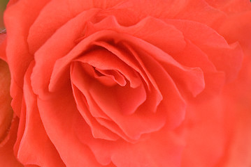 Image showing  red rose background