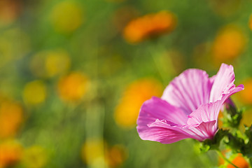 Image showing mallow flower